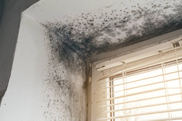 Affordable Black Mold Remediation solutions in Lewisville, NC